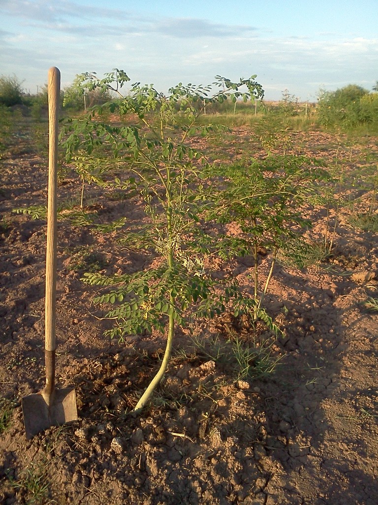 Fresh Moringa Tree Young Moringa Tree