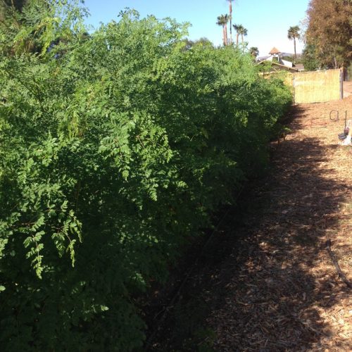 Fresh Moringa Leaf